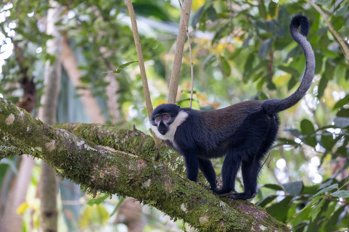 L’Hoest’s monkey in a tree